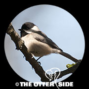Carolina Chickadee
