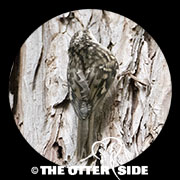 Brown Creeper