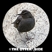 American Dipper