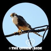 Aplomado Falcon