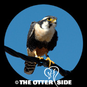 Aplomado Falcon