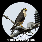 Aplomado Falcon