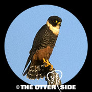 Bat Falcon