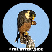 Bat Falcon