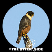 Bat Falcon