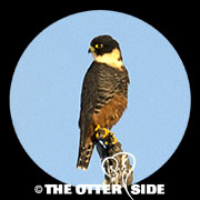 Bat Falcon