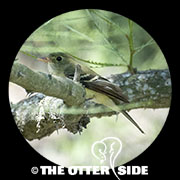 Traill's Flycatcher sp.