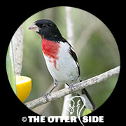 Rose-breasted Grosbeak