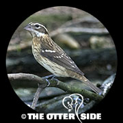 Rose-breasted Grosbeak