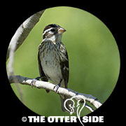 Rose-breasted Grosbeak
