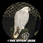 Gyrfalcon