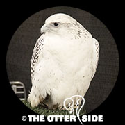 Gyrfalcon