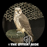 Gyrfalcon