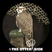 Gyrfalcon