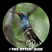 Broad-billed Hummingbird