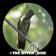 Rivoli's (Magnificent) Hummingbird