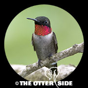 Ruby-throated Hummingbird