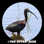 White-faced Ibis