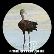 White-faced Ibis