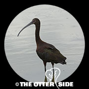 White-faced Ibis