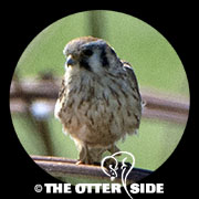 American Kestrel