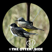 Western Kingbird