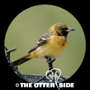 Orchard Oriole