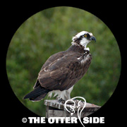 Osprey