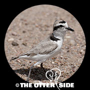 Snowy Plover - Western