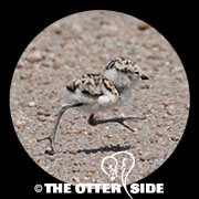 Snowy Plover - Western