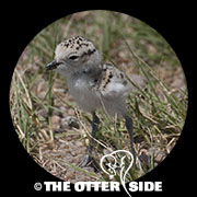 Snowy Plover - Western