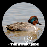 Green-winged Teal
