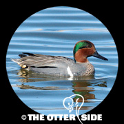 Green-winged Teal