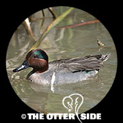 Green-winged Teal