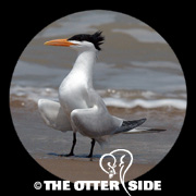 Royal Tern
