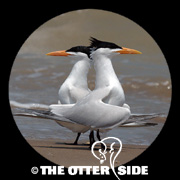 Royal Tern