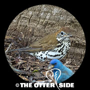 Wood Thrush