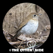 Veery