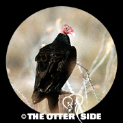 Turkey Vulture