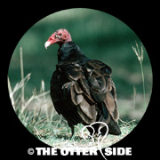 Turkey Vulture