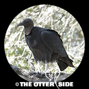 Black Vulture