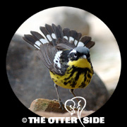 Magnolia Warbler
