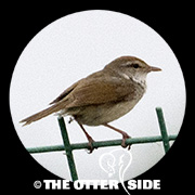 Manchurian Bush Warbler