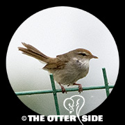 Manchurian Bush Warbler