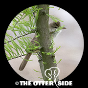 Oriental Reed Warbler