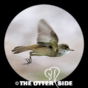 Oriental Reed Warbler