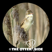 Oriental Reed Warbler