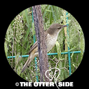 Oriental Reed Warbler