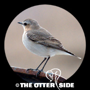 Northern Wheatear - Greenland