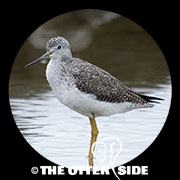 Greater Yellowlegs